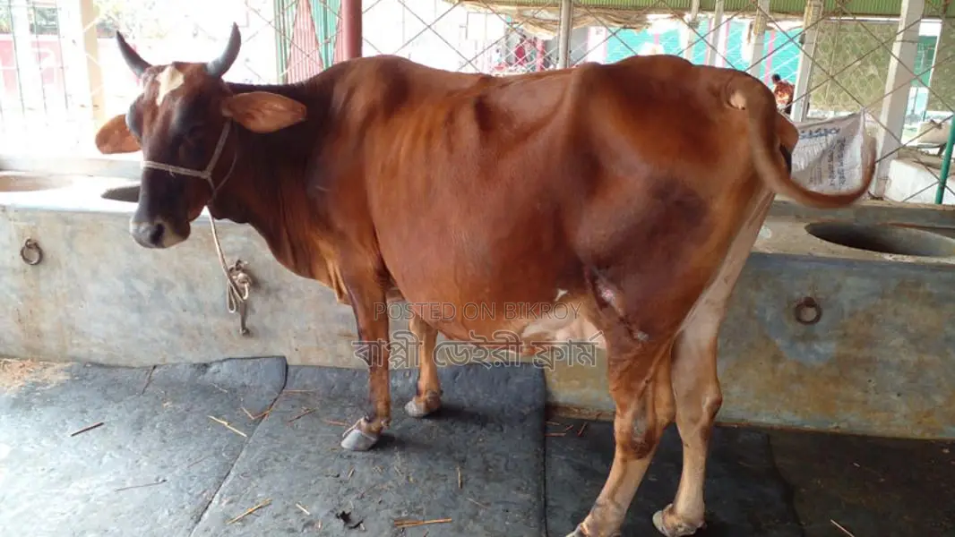 Cow number 1142 is excellent for rearing.