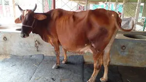 Cow number 1142 is excellent for rearing.