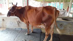 Cow number 1142 is excellent for rearing.
