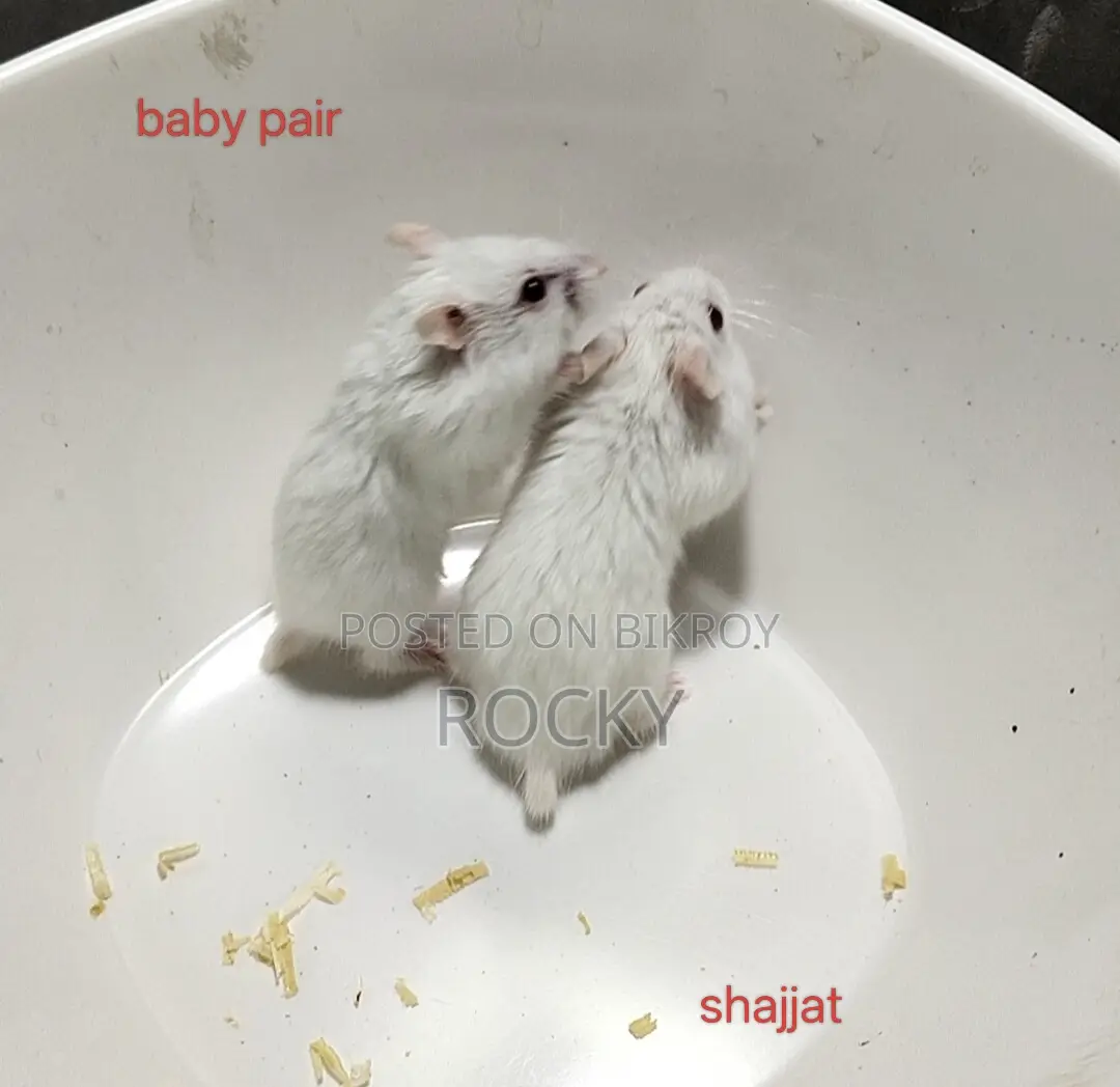 Dwarf Campbell Hamster Pair and Single Female Available