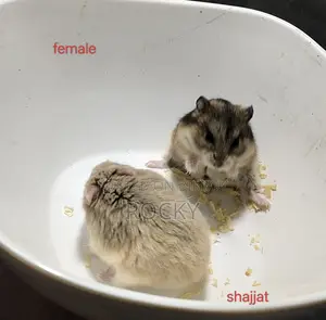 Dwarf Campbell Hamster Pair and Single Female Available