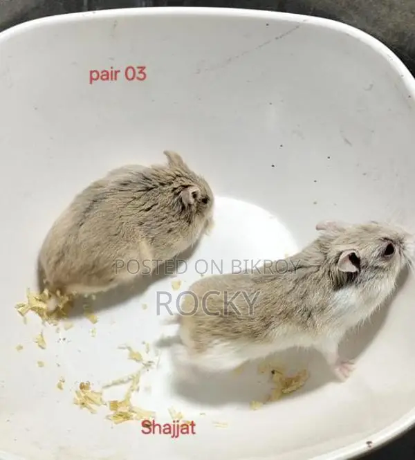 Dwarf Campbell Hamster Pair and Single Female Available