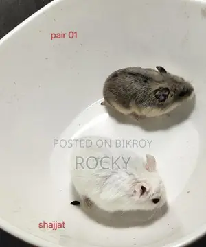 Dwarf Campbell Hamster Pair and Single Female Available