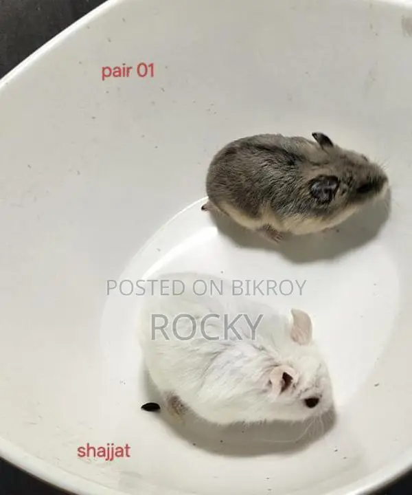 Dwarf Campbell Hamster Pair and Single Female Available