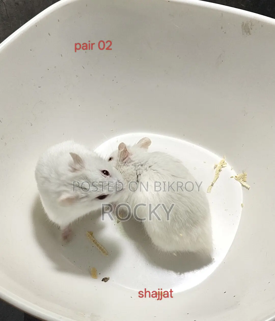 Dwarf Campbell Hamster Pair and Single Female Available