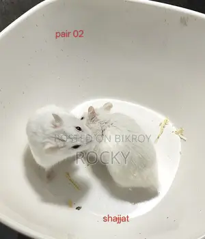 Dwarf Campbell Hamster Pair and Single Female Available