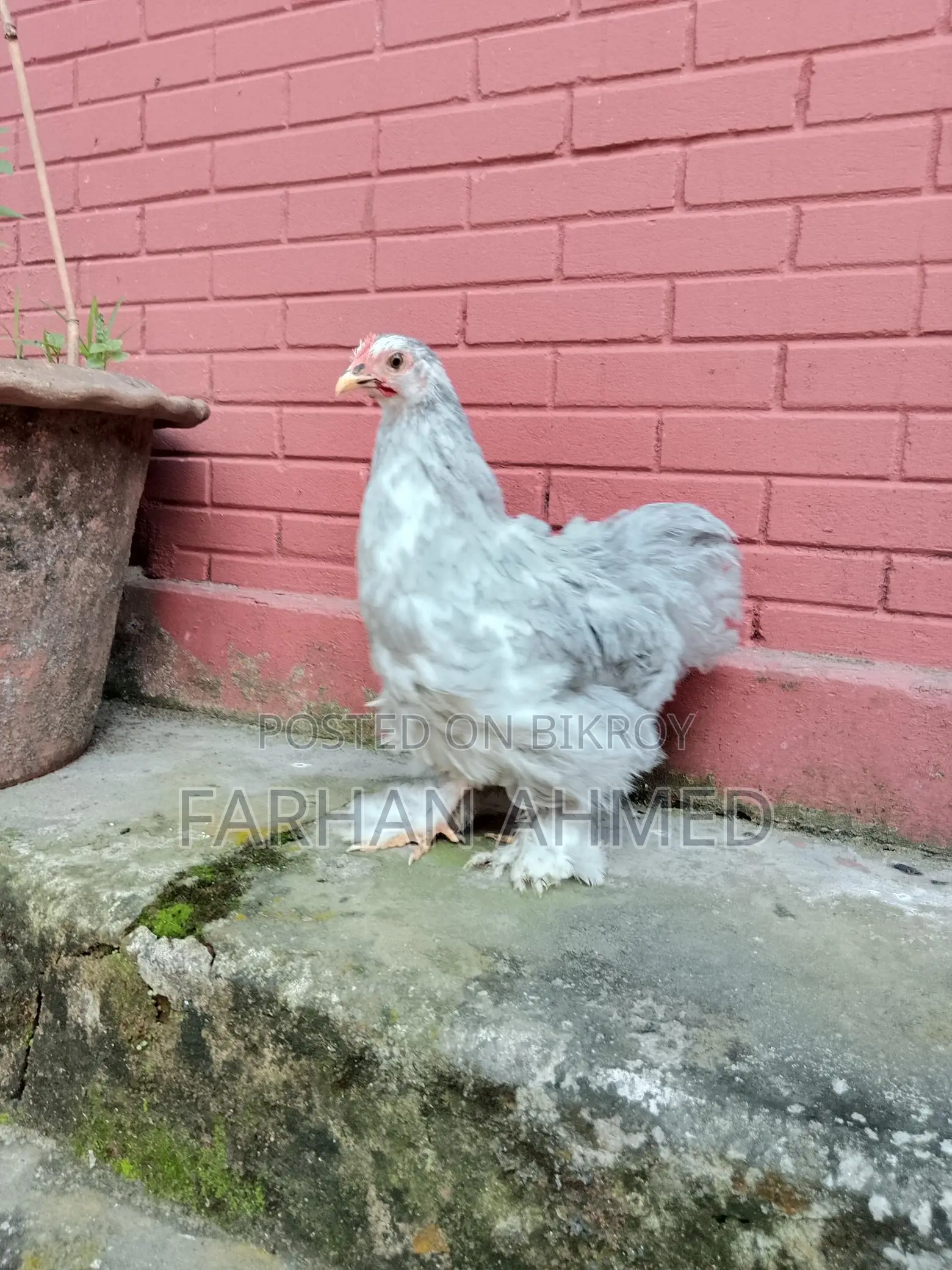 American Drak Brahma