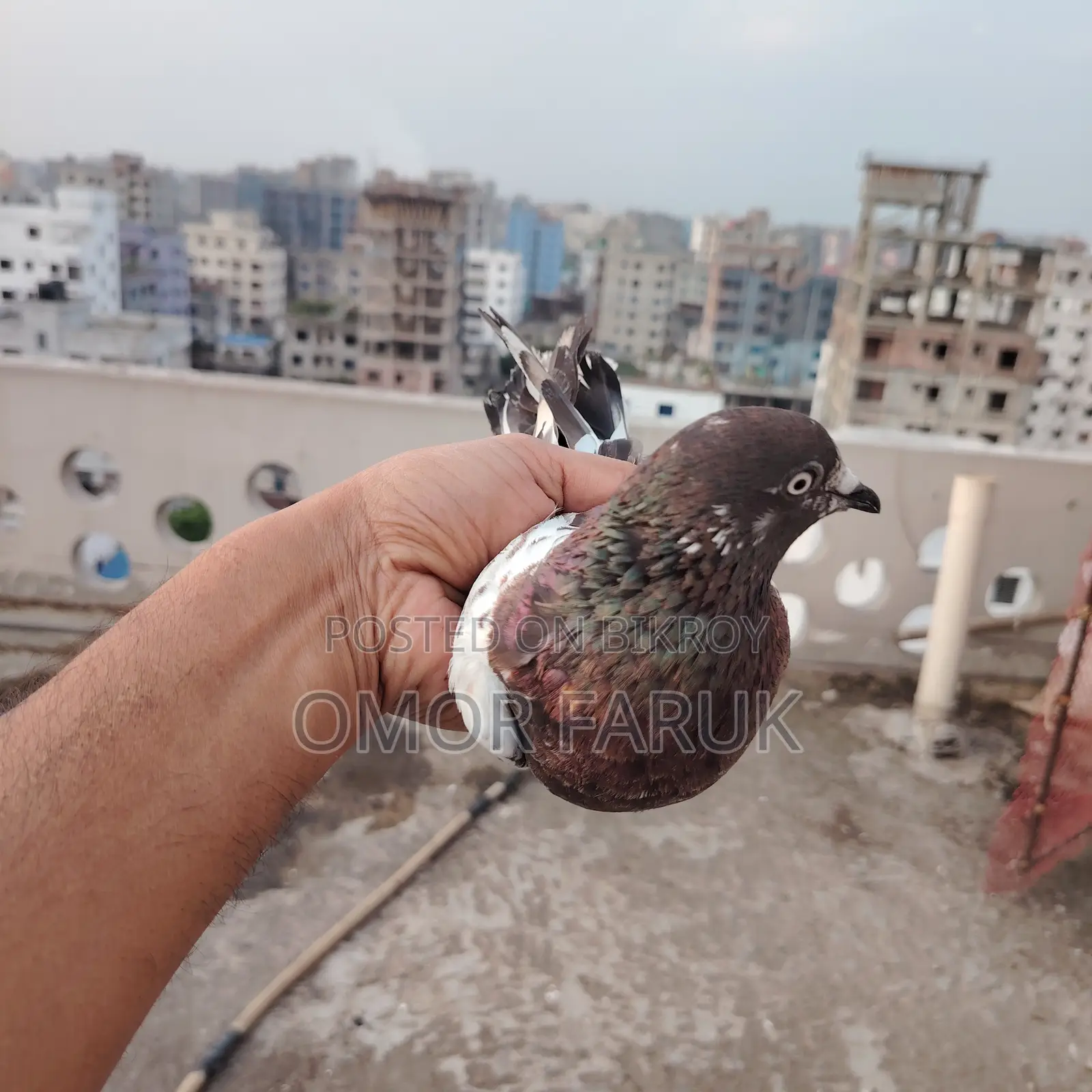 20 Pcs Giribaz Pigeons