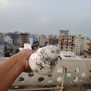 20 Pcs Giribaz Pigeons
