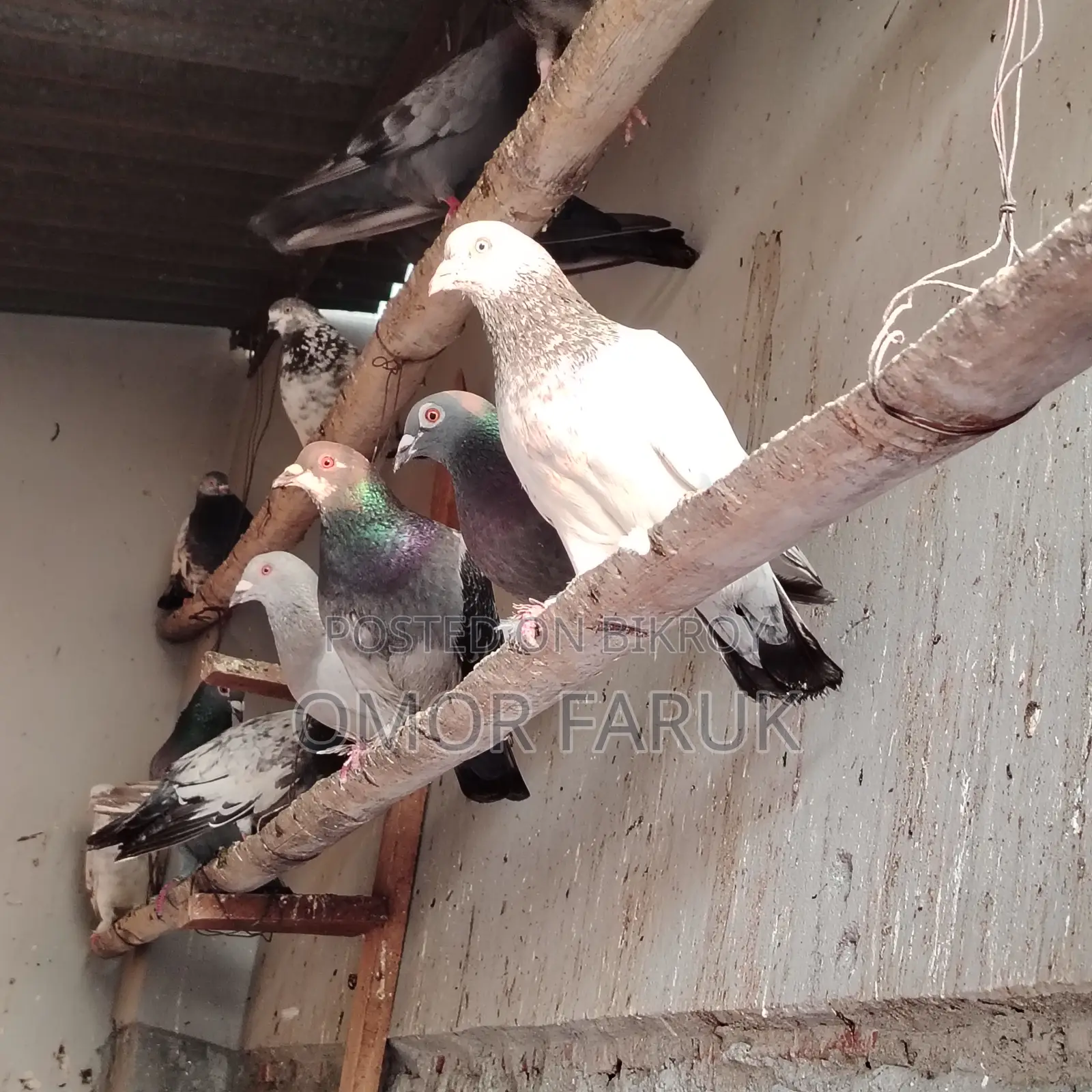 20 Pcs Giribaz Pigeons