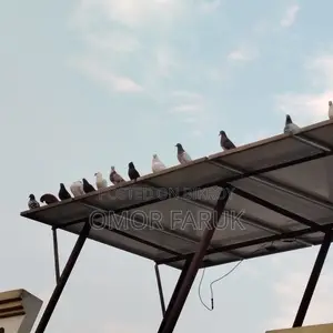 20 Pcs Giribaz Pigeons