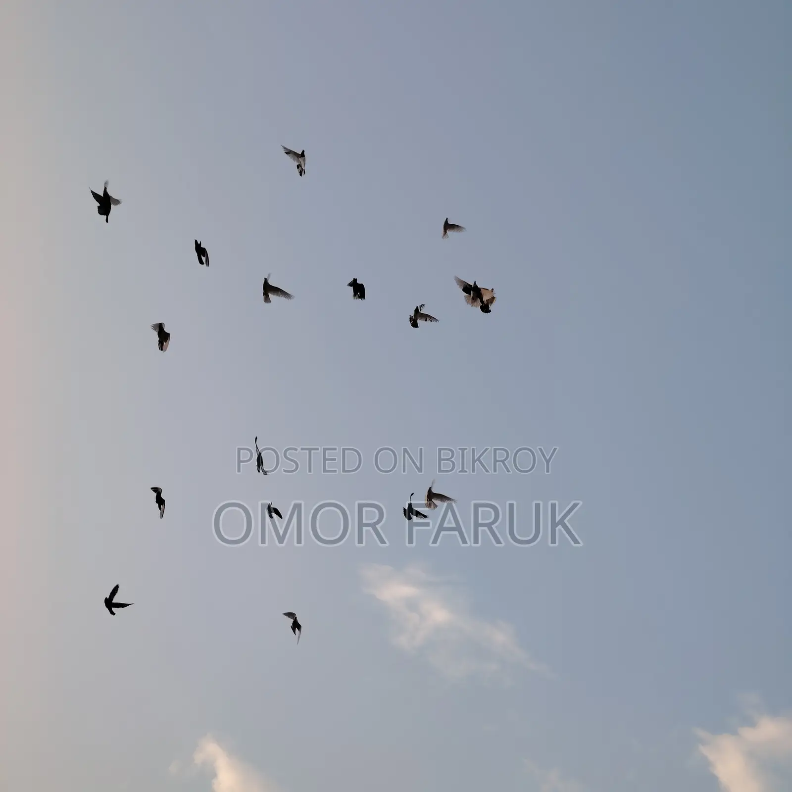 20 Pcs Giribaz Pigeons
