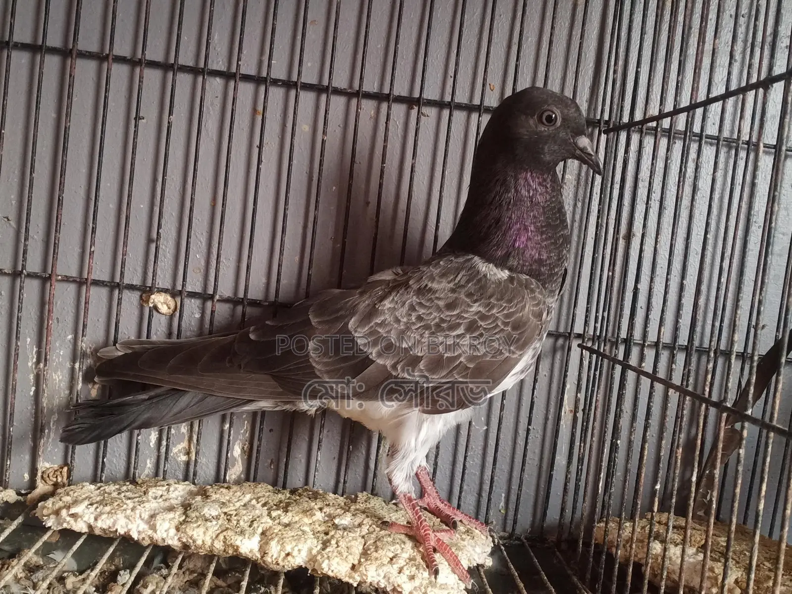 Pakistani Pigeon Squabs
