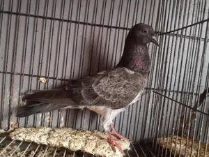 Pakistani Pigeon Squabs