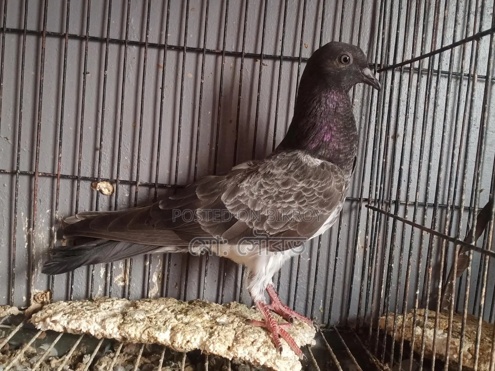 Pakistani Pigeon Squabs