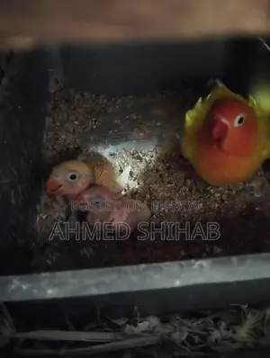 দুই পিস ইয়োলো ফিশার টেম সাইজ বেবি বিক্রি হবে