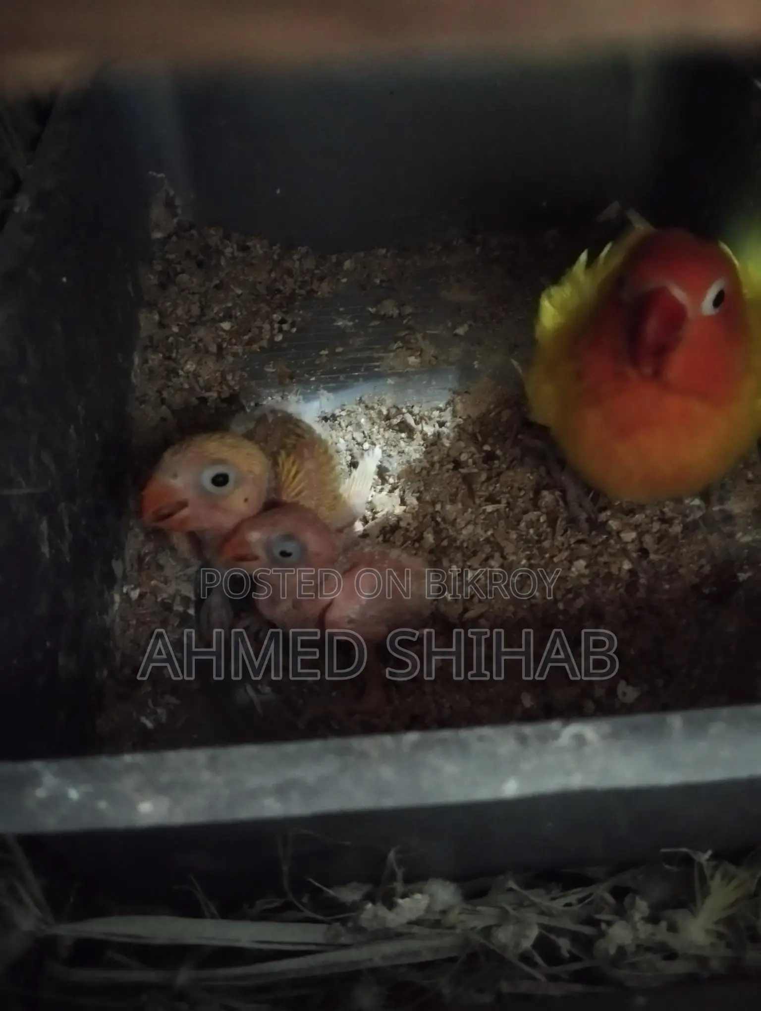 দুই পিস ইয়োলো ফিশার টেম সাইজ বেবি বিক্রি হবে
