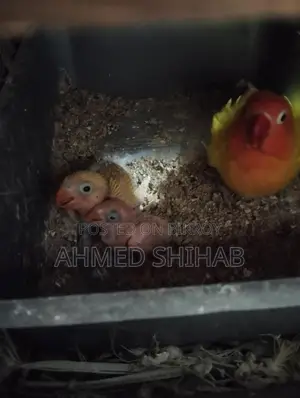 দুই পিস ইয়োলো ফিশার টেম সাইজ বেবি বিক্রি হবে
