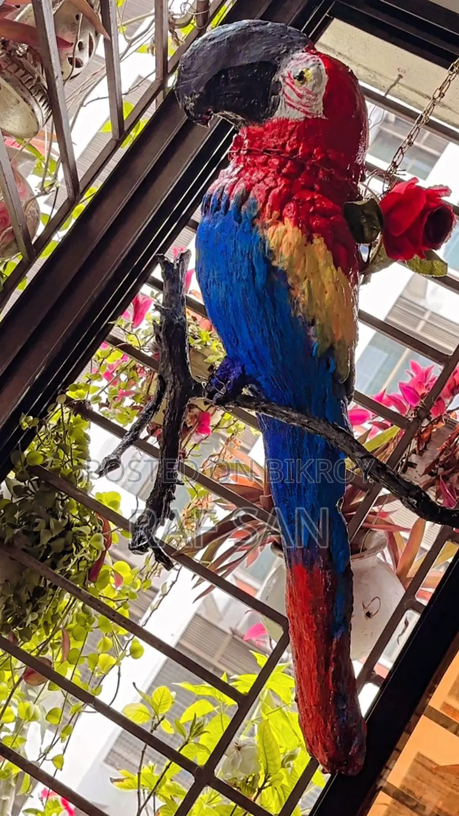 1 Cockatoo Bird