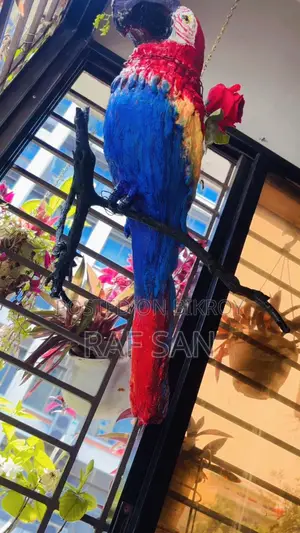 1 Cockatoo Bird