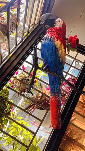 1 Cockatoo Bird