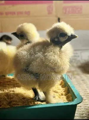 সিল্কি মুরগির বাচ্চা