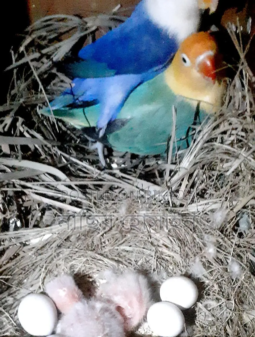 Lovebirds