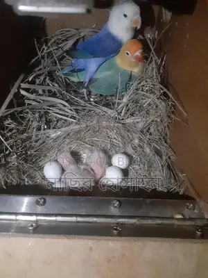 Lovebirds