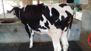 গাভী কিনুন ভালো জাতের ।(১১৪৭ নং )