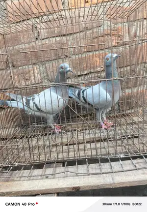 Kobutor For Sell