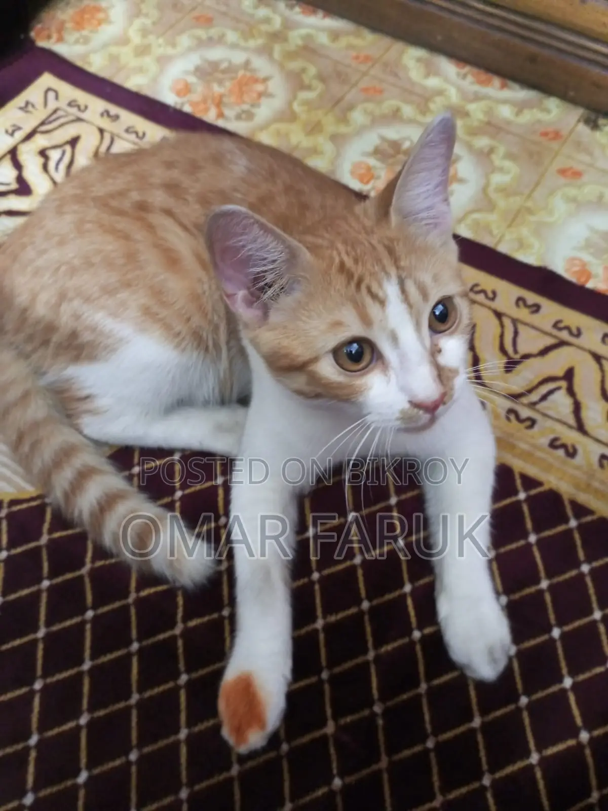 Adoption Persian Cat