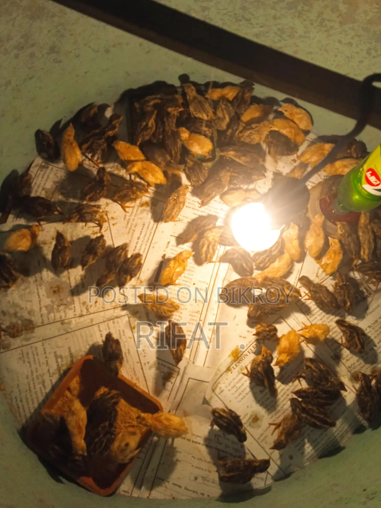 Quail chicks