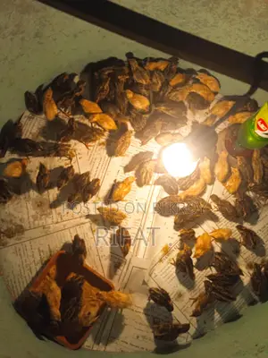 Quail chicks