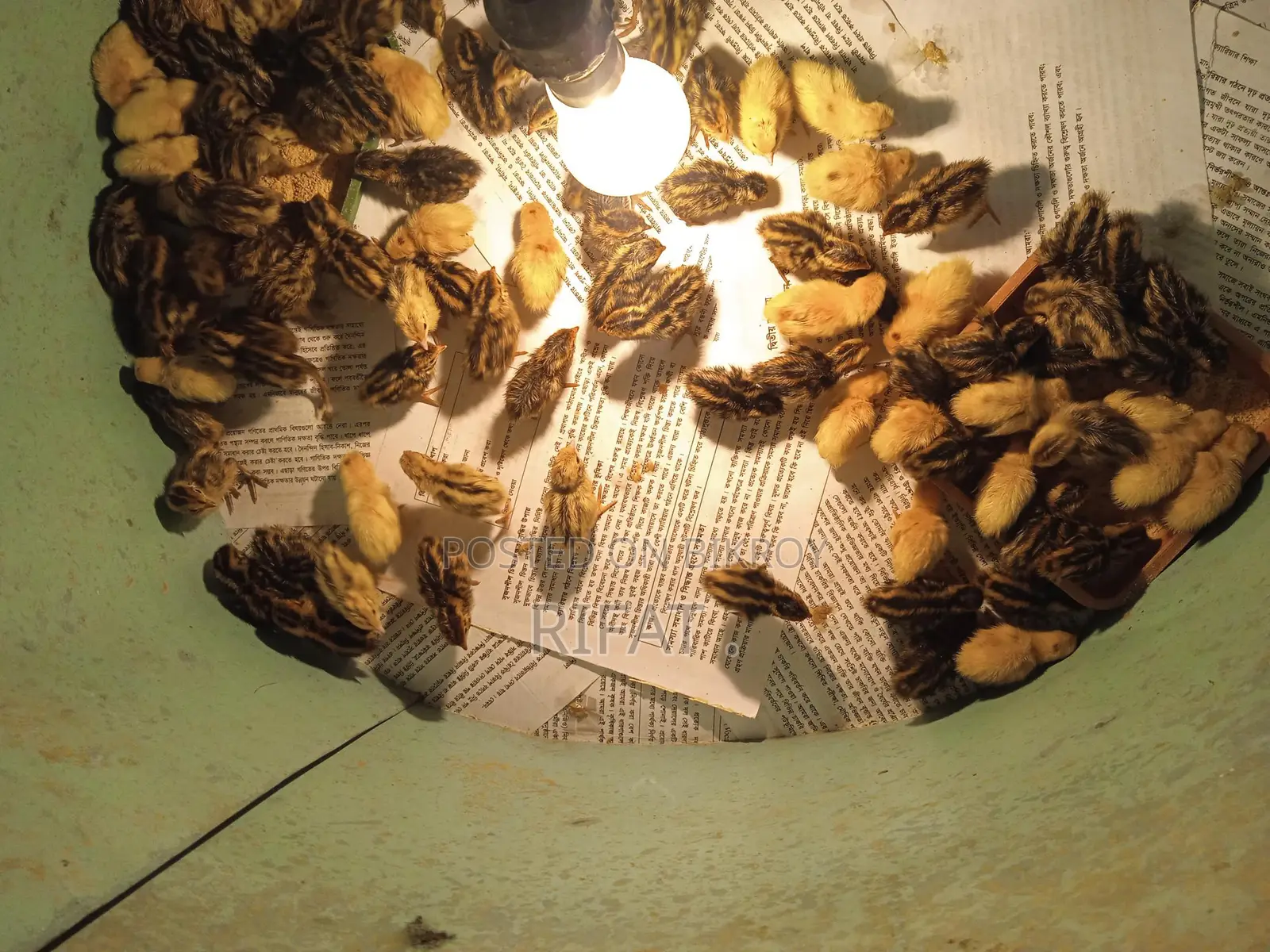 Quail chicks