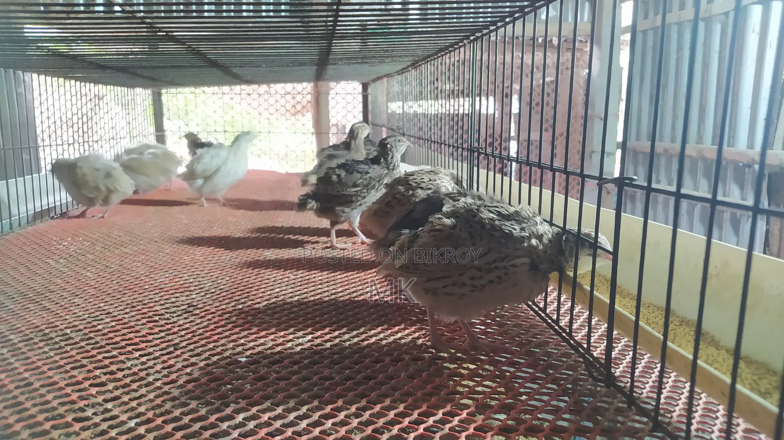 Egg-laying Quail Birds