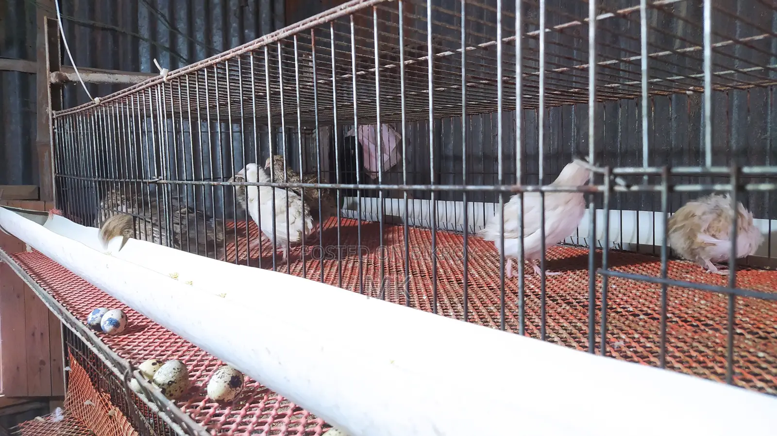 Egg-laying Quail Birds
