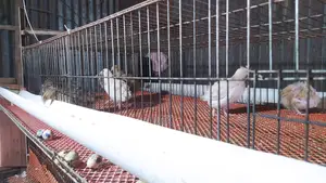 Egg-laying Quail Birds