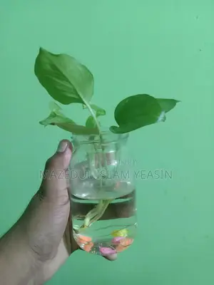 মানিপ্ল্যান্ট গাছ