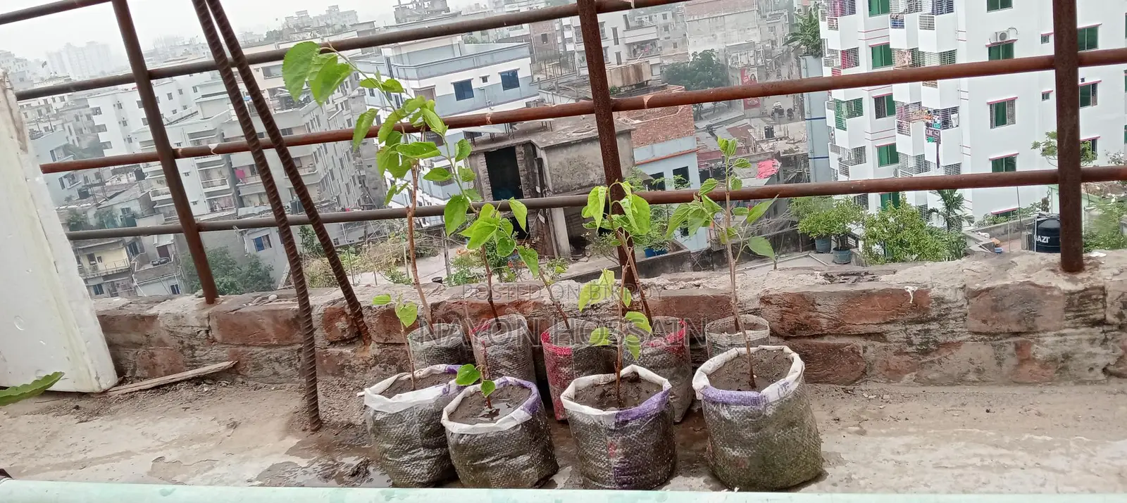 মালবেরি ফল চারাগাছ