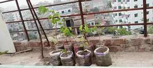 মালবেরি ফল চারাগাছ