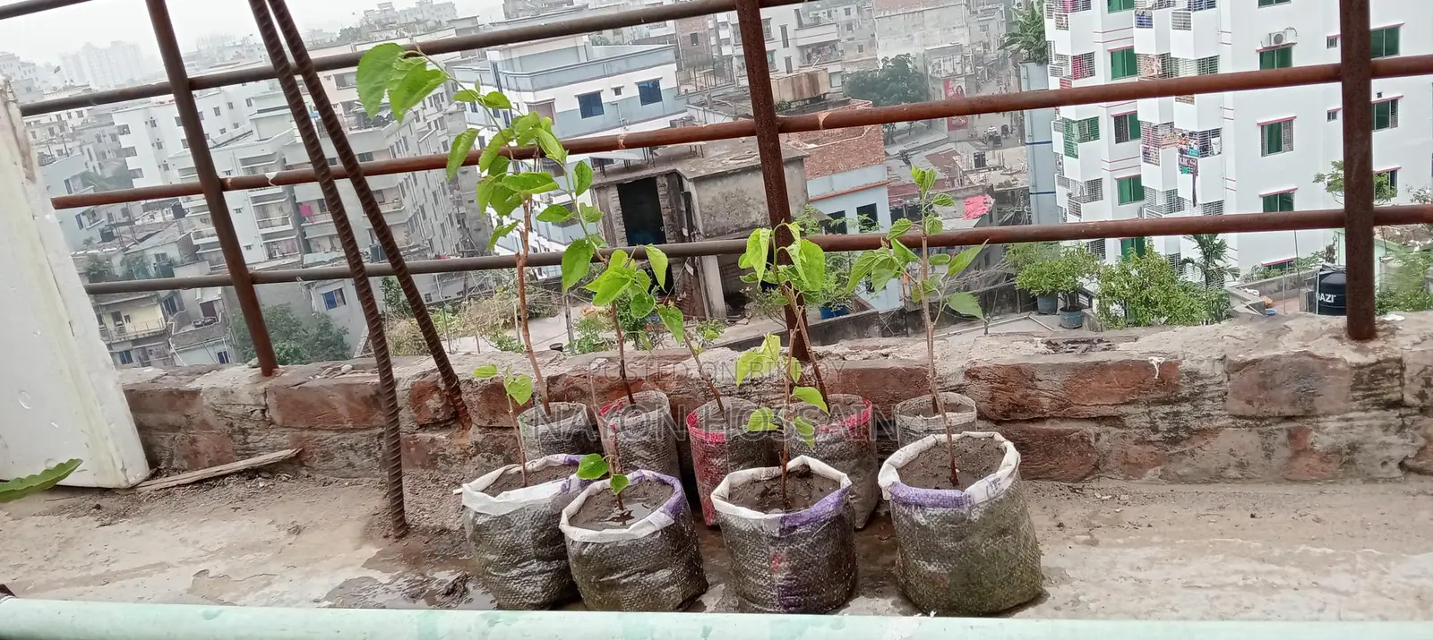 মালবেরি ফল চারাগাছ