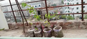 মালবেরি ফল চারাগাছ