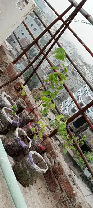 মালবেরি ফল চারাগাছ