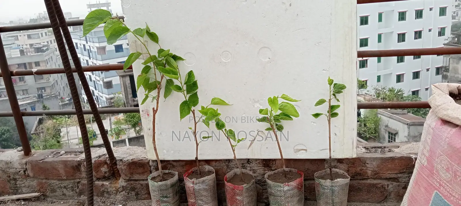 মালবেরি ফল চারাগাছ