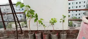 মালবেরি ফল চারাগাছ