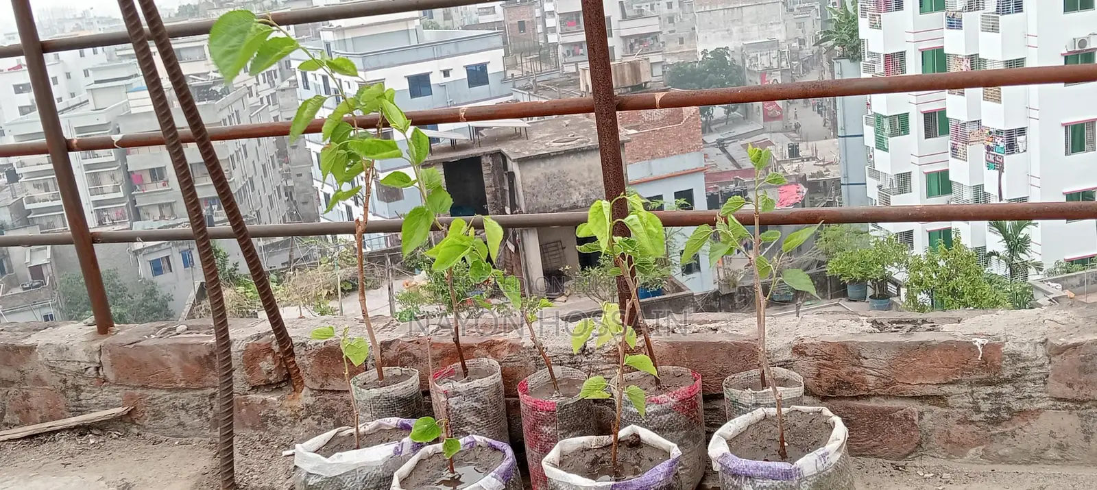 মালবেরি ফল চারাগাছ