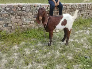 Castrated Goat for Sale