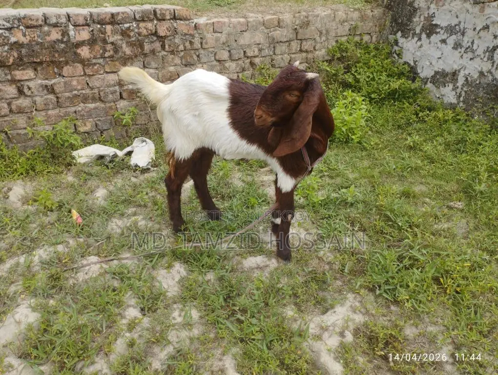 Castrated Goat for Sale