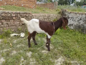 Castrated Goat for Sale