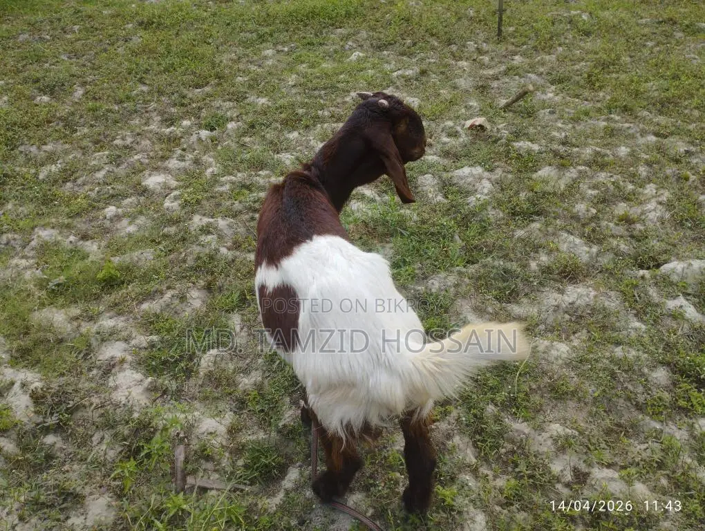 Castrated Goat for Sale